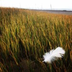 Une plume blanche dans un champ, symbole de douceur et de bien-être.