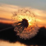 Un pissenlit devant un coucher de soleil, connotant le bien-être.