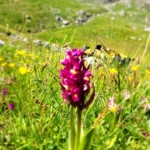 Des fleurs en bas de la montagne, en Ariège.