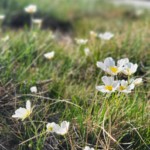 Des fleurs en bas de la montagne, en Ariège.