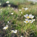 Des fleurs en bas de la montagne, en Ariège.
